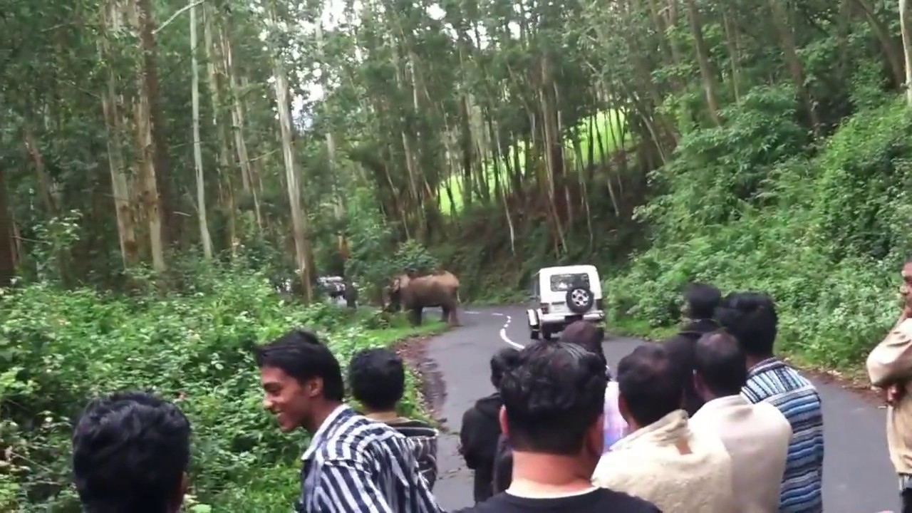 Munnar Wild Elephant attack| Idukki | Kerala