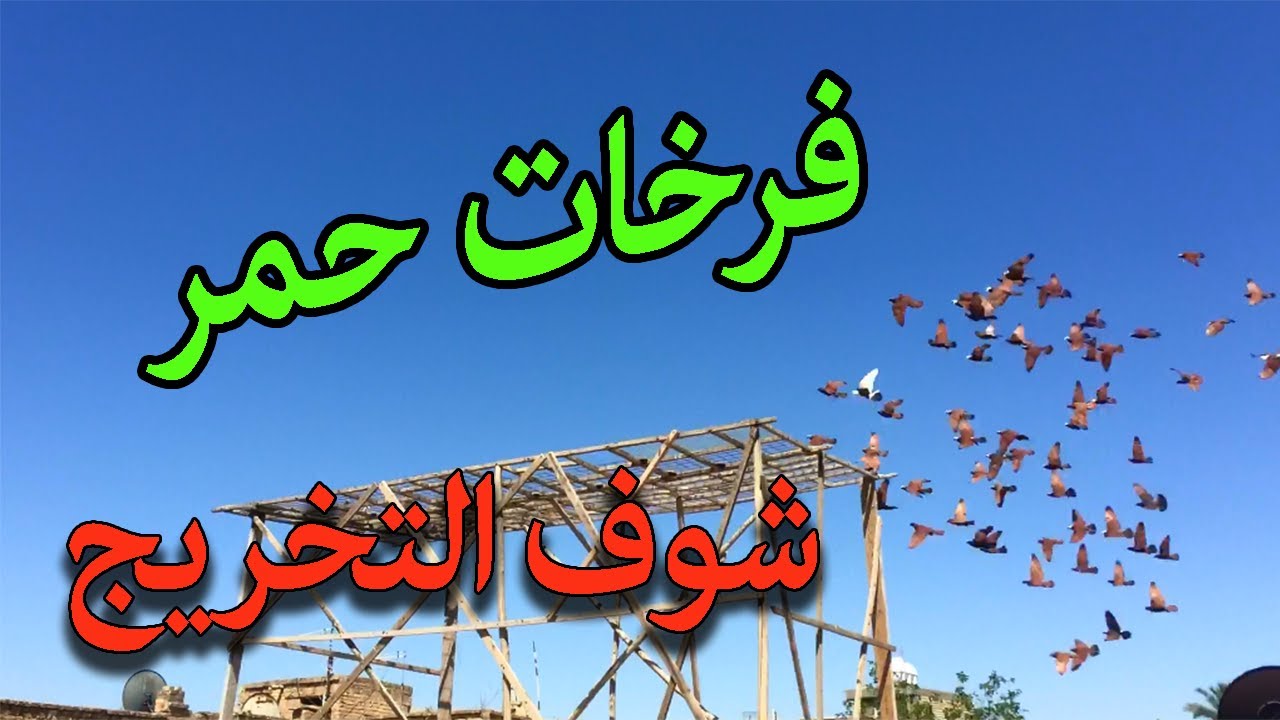 طيور حمر فرخات عددها تقريبا 80 اليوم السادس على تخريجهن اتمنى تنال اعجابكم اكتب ملاحظاتك بالتعليق