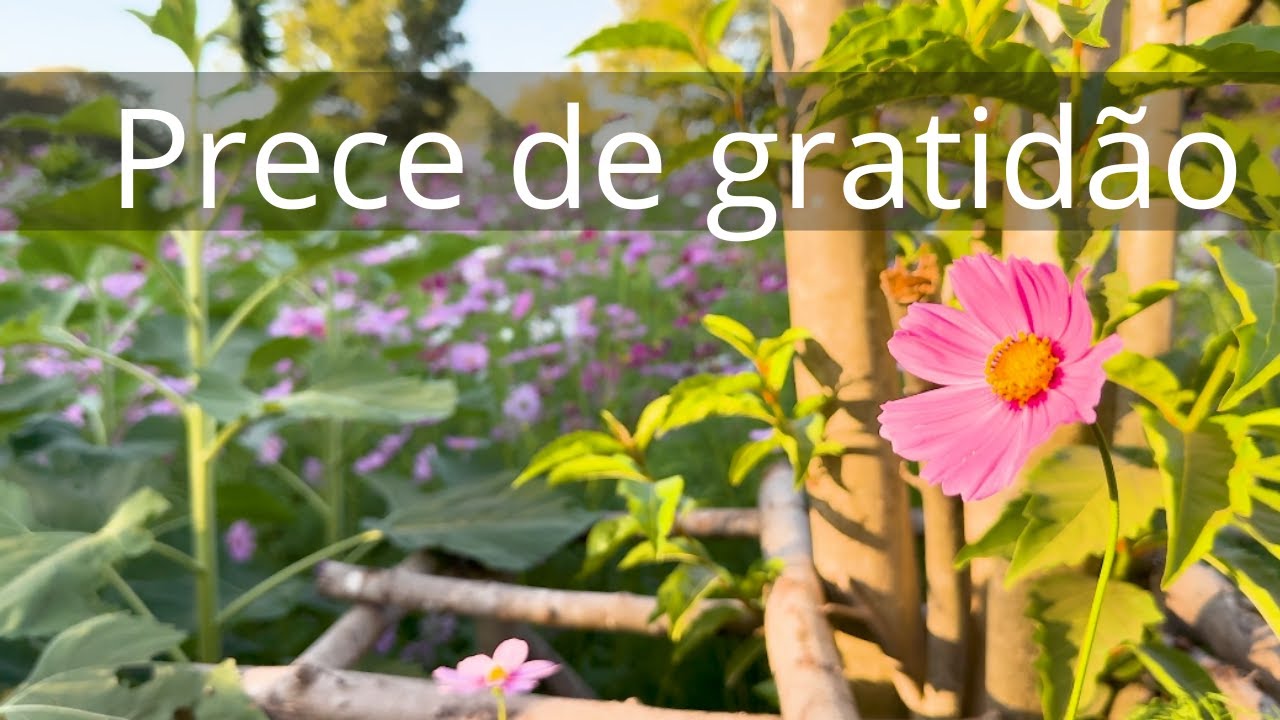Prece de gratidão - Momento Espírita