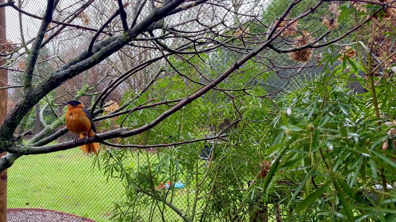Song of a snowy-crowned robin-chat (Cossypha niveicapilla)