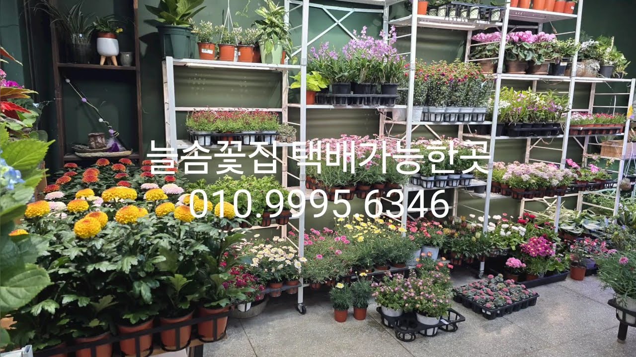2월 23일 늘솜꽃집 영상입니다 택배됩니다 010.9995.6346 신상품이 왔어요 구겨오세요 