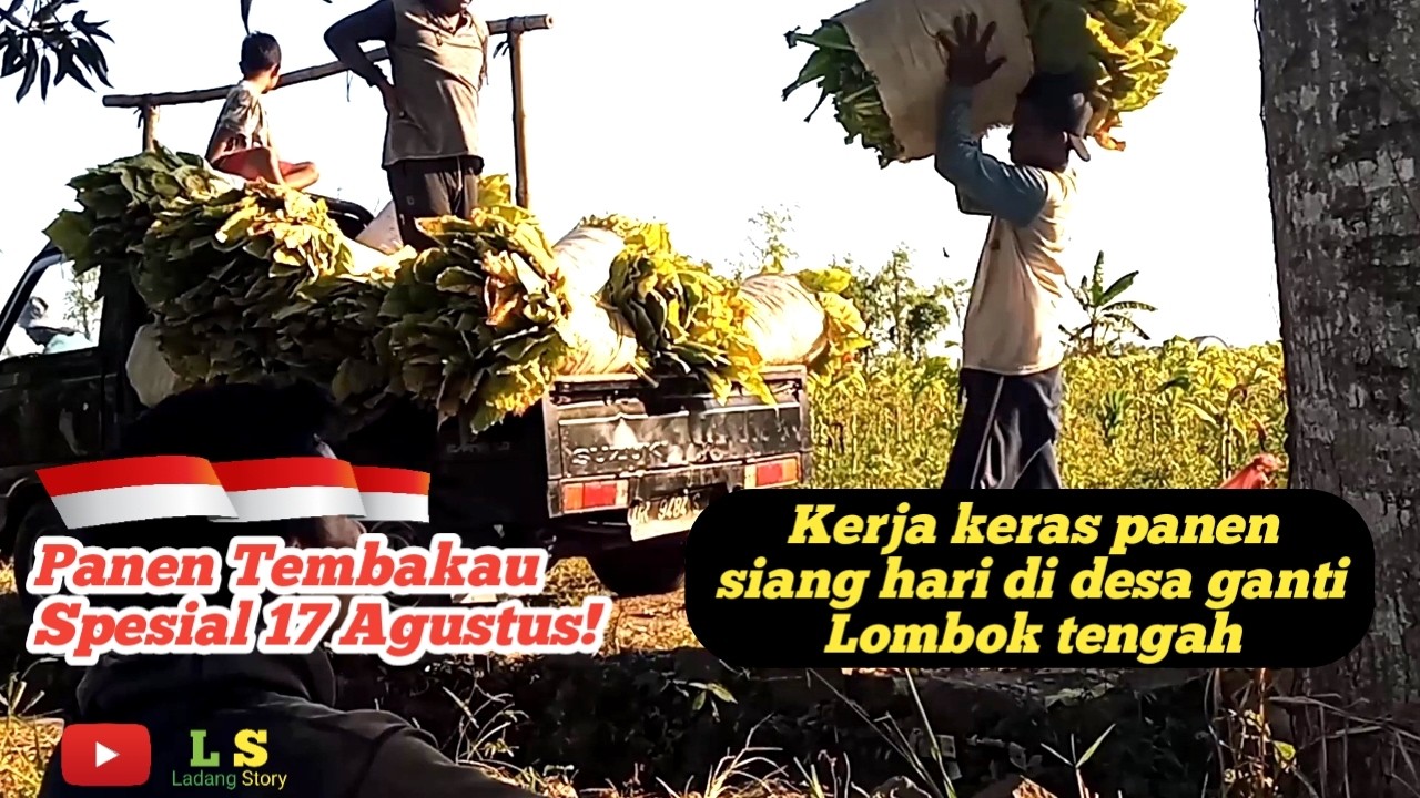 Panen tembakau - 17 Agustus 