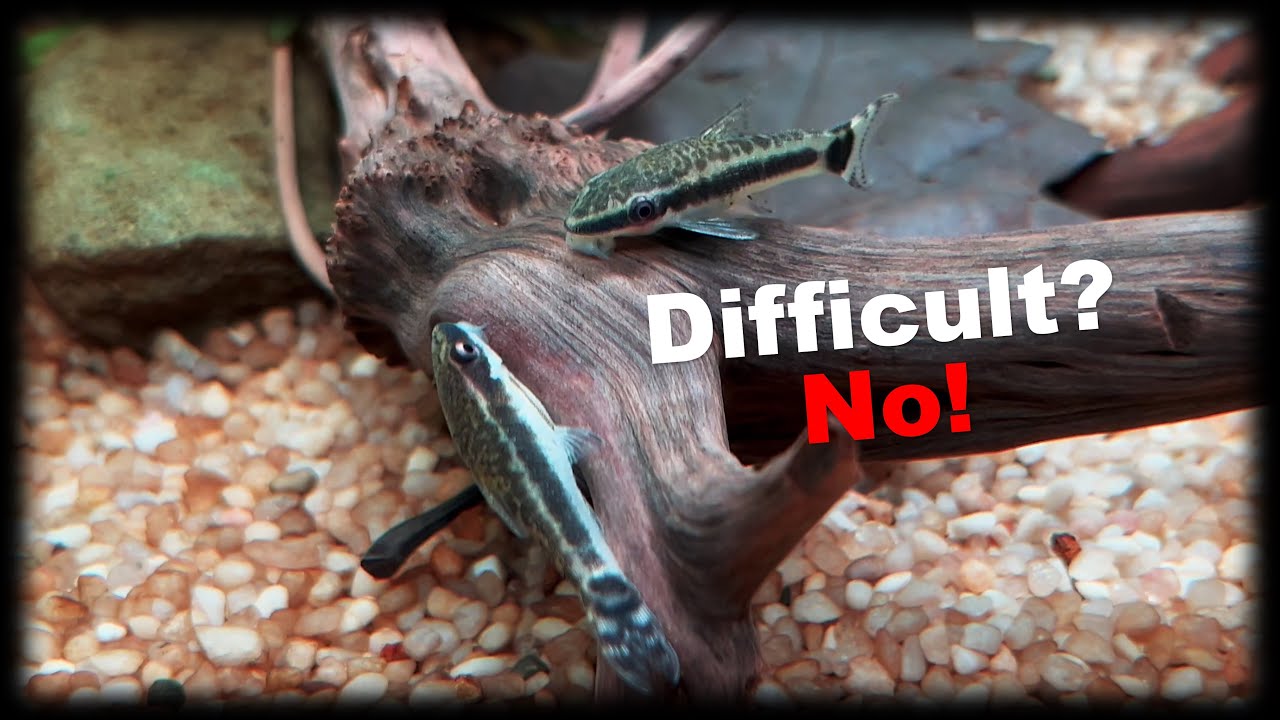 Are Otocinclus catfish hard to keep? Why do Otos die?