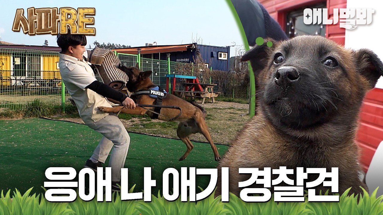 [#사파RE] 사실 재능 쩌는 가나디임 ㅋ #TV동물농장 #AnimalFarm #애니멀봐