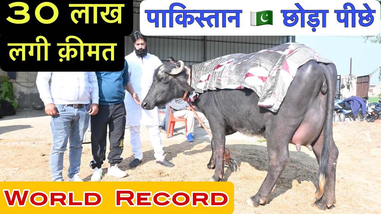 पाकिस्तान 🇵🇰 पीछे छोड़ा - 30 लाख कीमत । World Record Holder 2 Teeth Ronak BUFFALO 