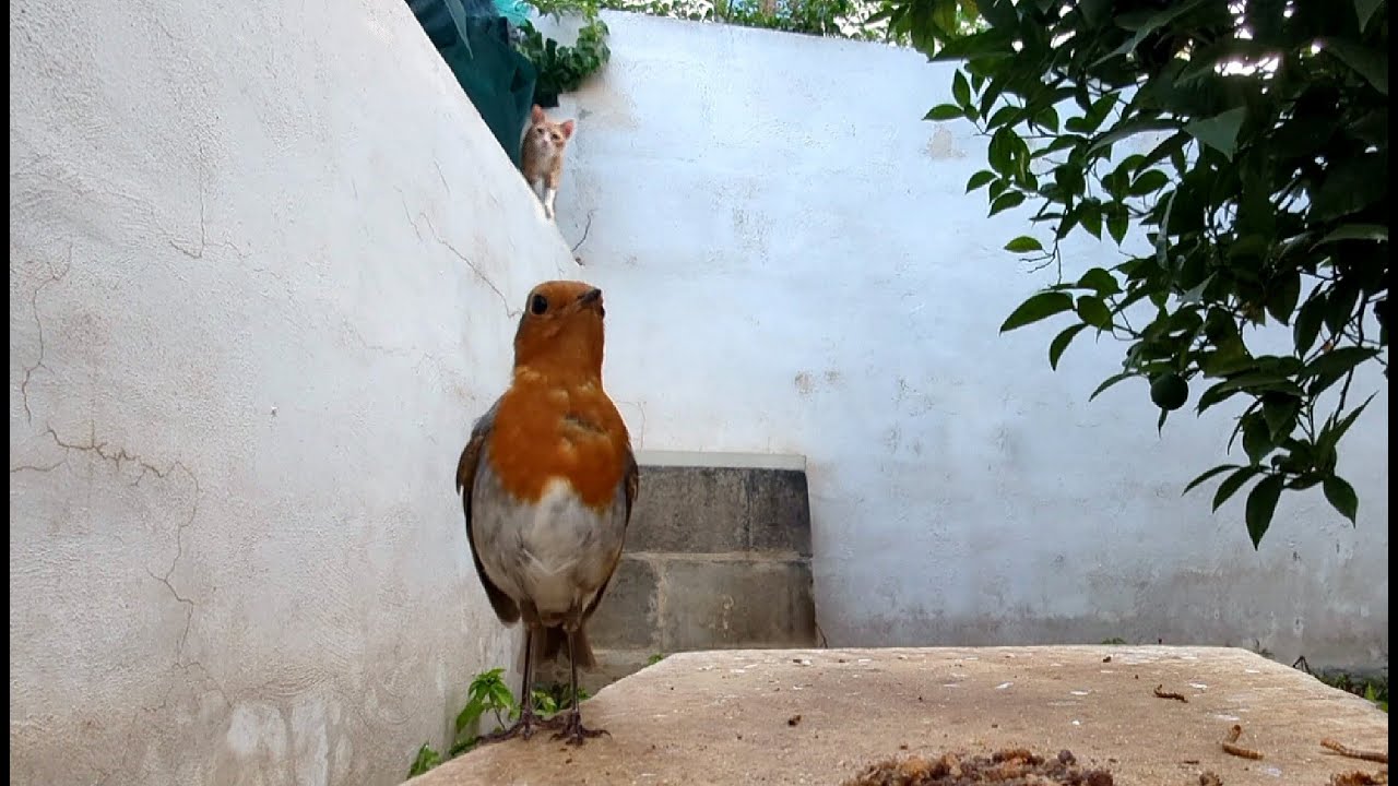 The summer robin in Malta faces a new feline threat 😱