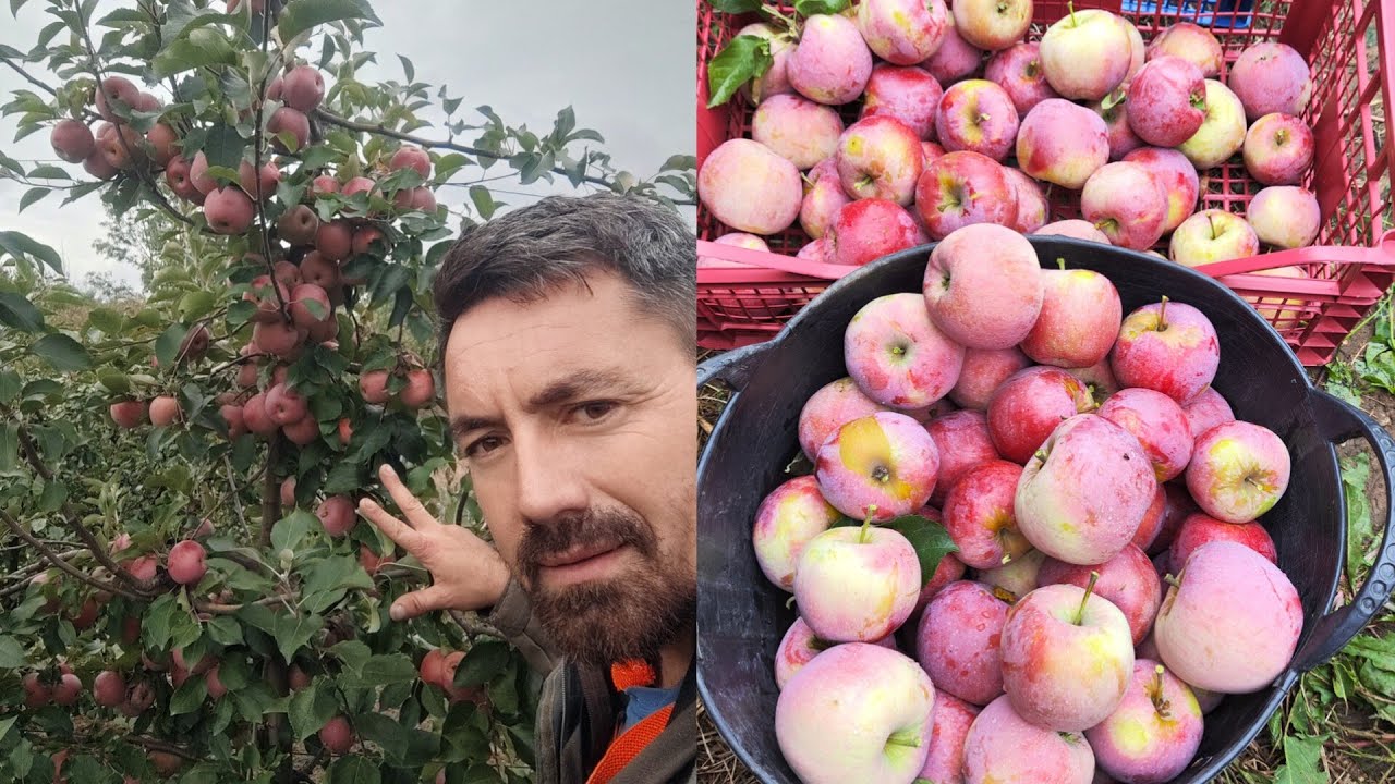Am recoltat merele Florina ,ionatan și Roat King 🍎✅ și prezentarea livezii după 2 zile de ploaie ✅🌧️