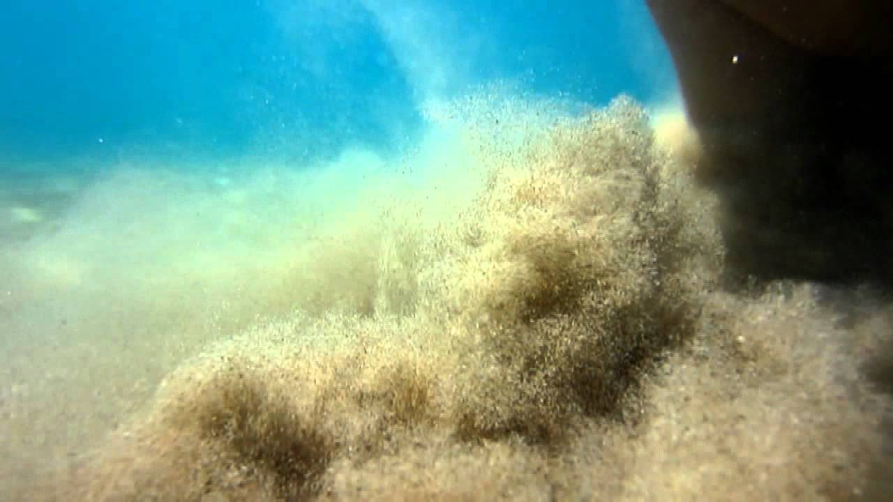 Una Vita sotto il Mare 10. 