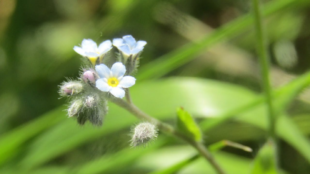 Natuur in Gent: wilde bloemen en planten in de berm door Catherine Boone