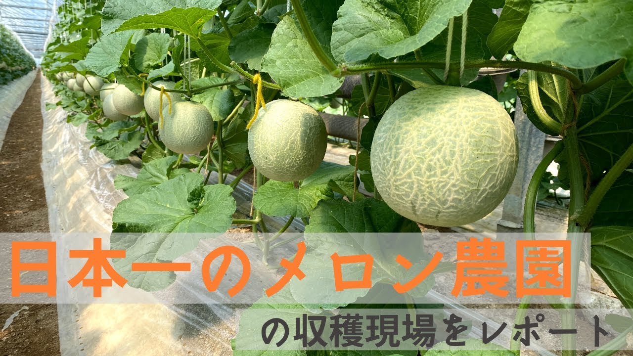 【朝の5時から収穫スタート⁉️】美味しいメロンの収穫現場をレポート。マスクメロンの美味しさの秘密に迫ります！
