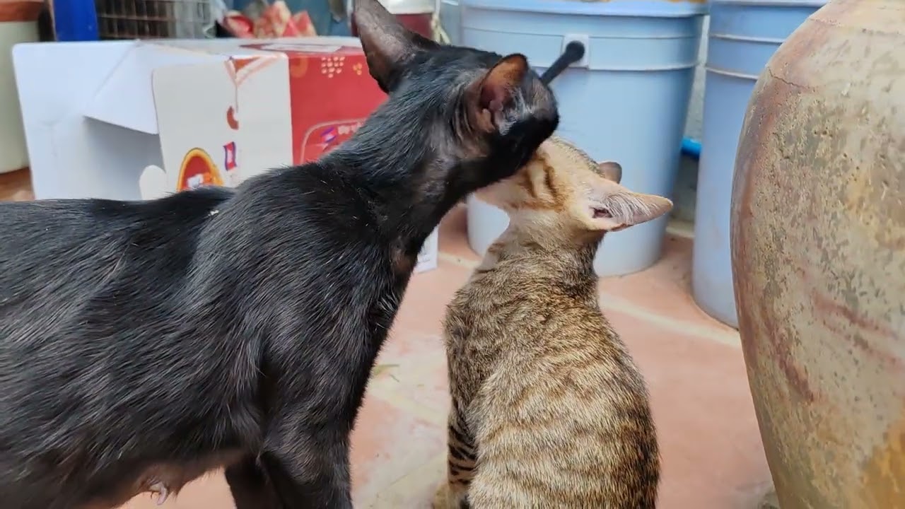 Black Mama Cat Playing with Her Kittens After Eating 🐈‍⬛🐱