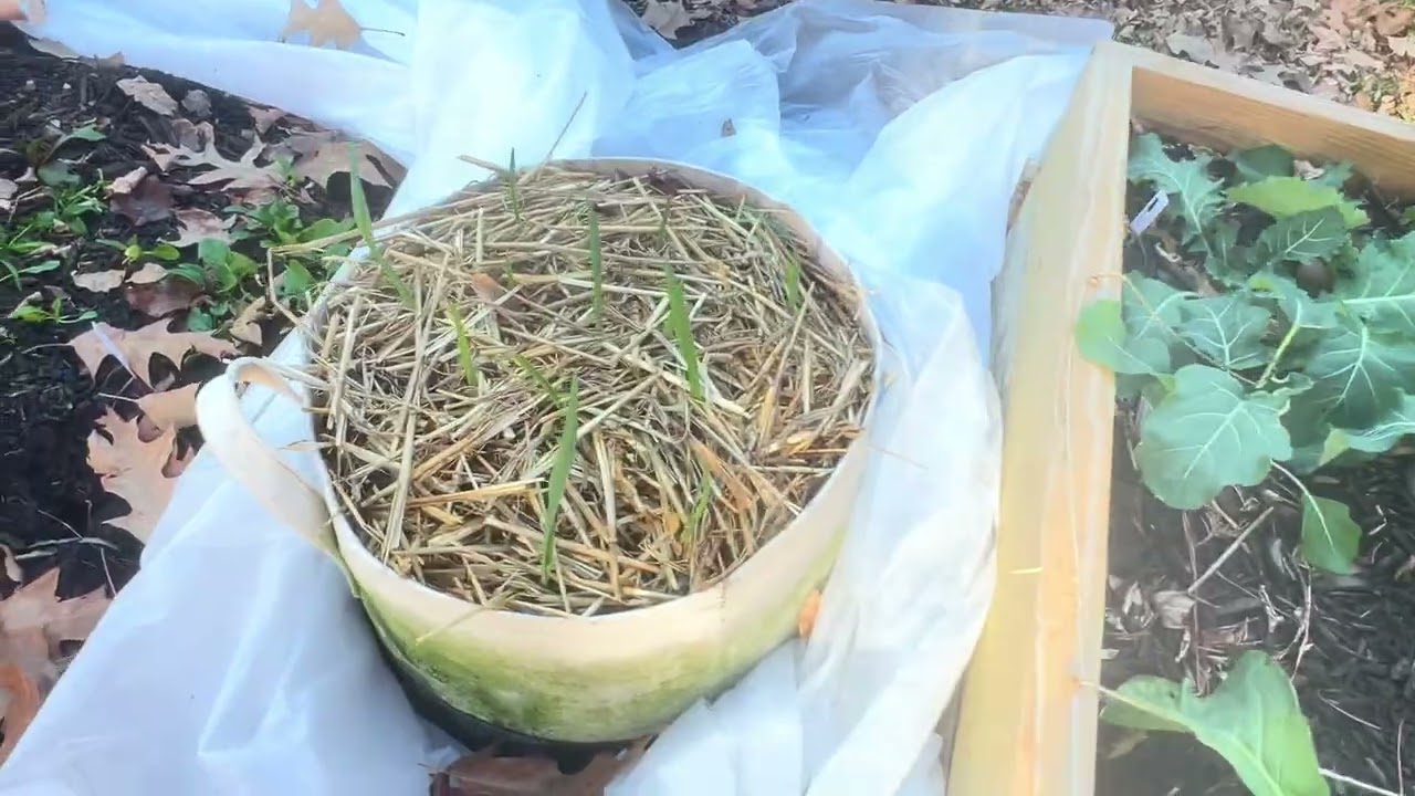 Spring Prep | January Garden Update | New Garden Bed