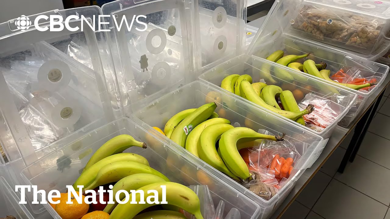 Canada&rsquo;s school food program has holes despite permanent funding pledge