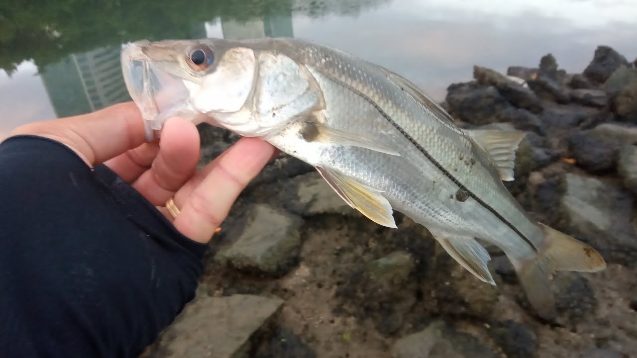 Bateu flecha parrudo, mais os pequenos também marcou presença 🤠🎣