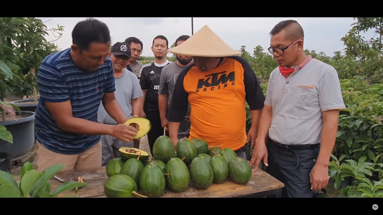 Belajar tentang alpukad di desa wisata jambu kediri. Order bibit hari 081556471830