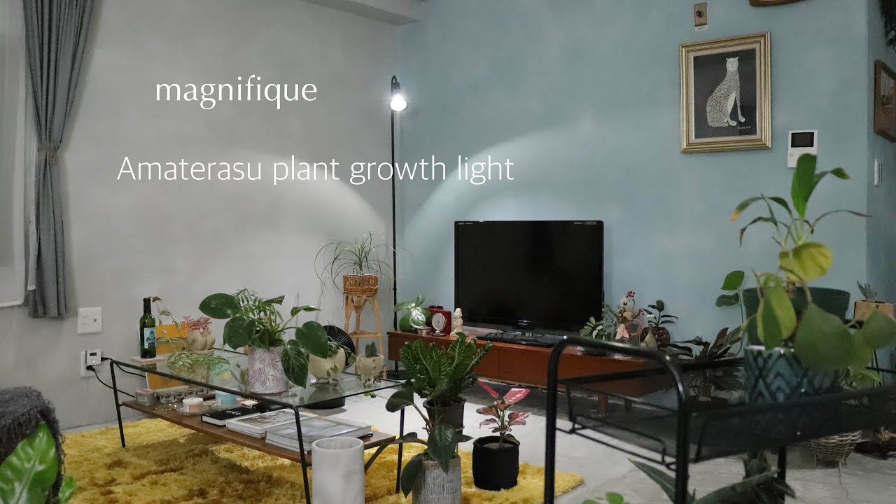 植物育成ライト【アマテラス】室内で植物を上手に育てるならコレ必要ですね＾＾