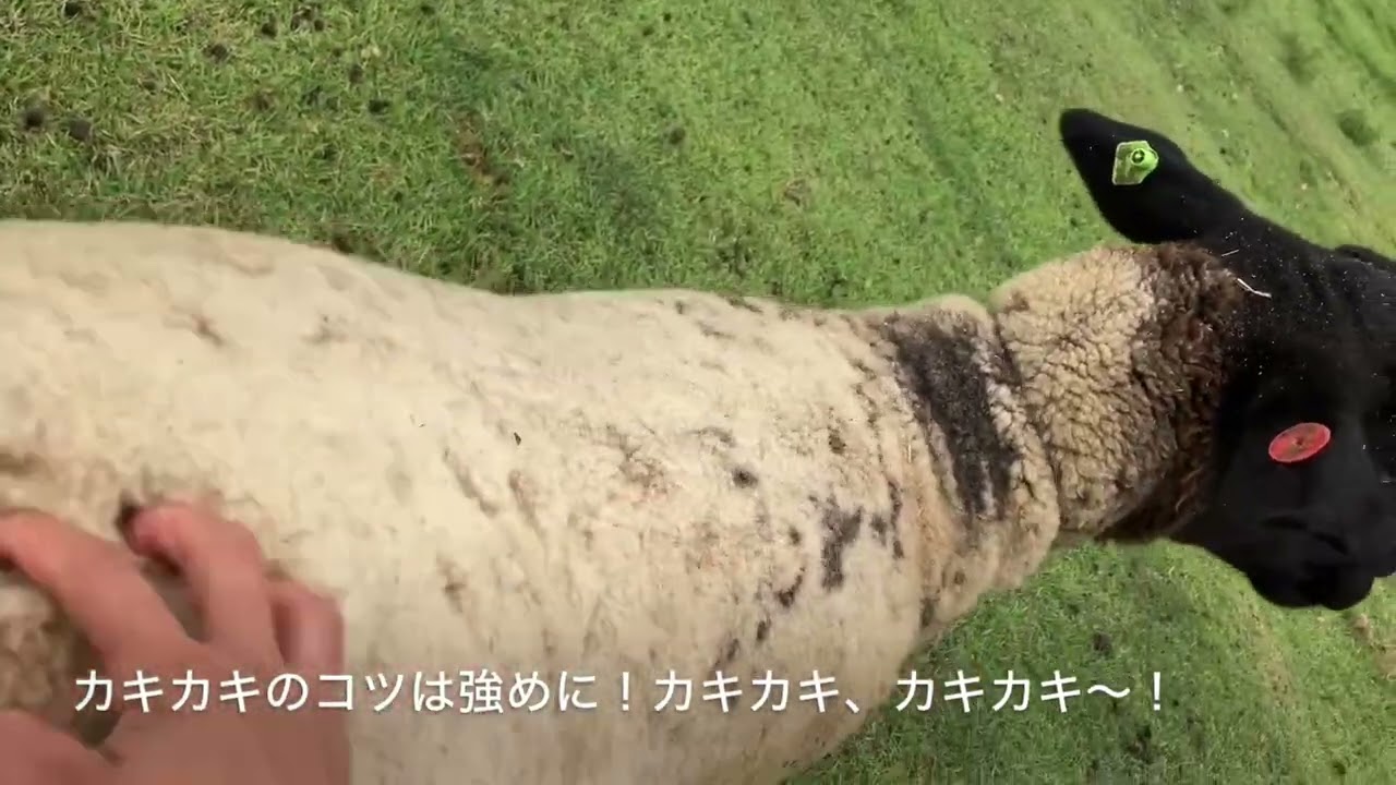 2025.8.26牧歌の里の天気【曇り】ひつじ〜ズとの遊び方