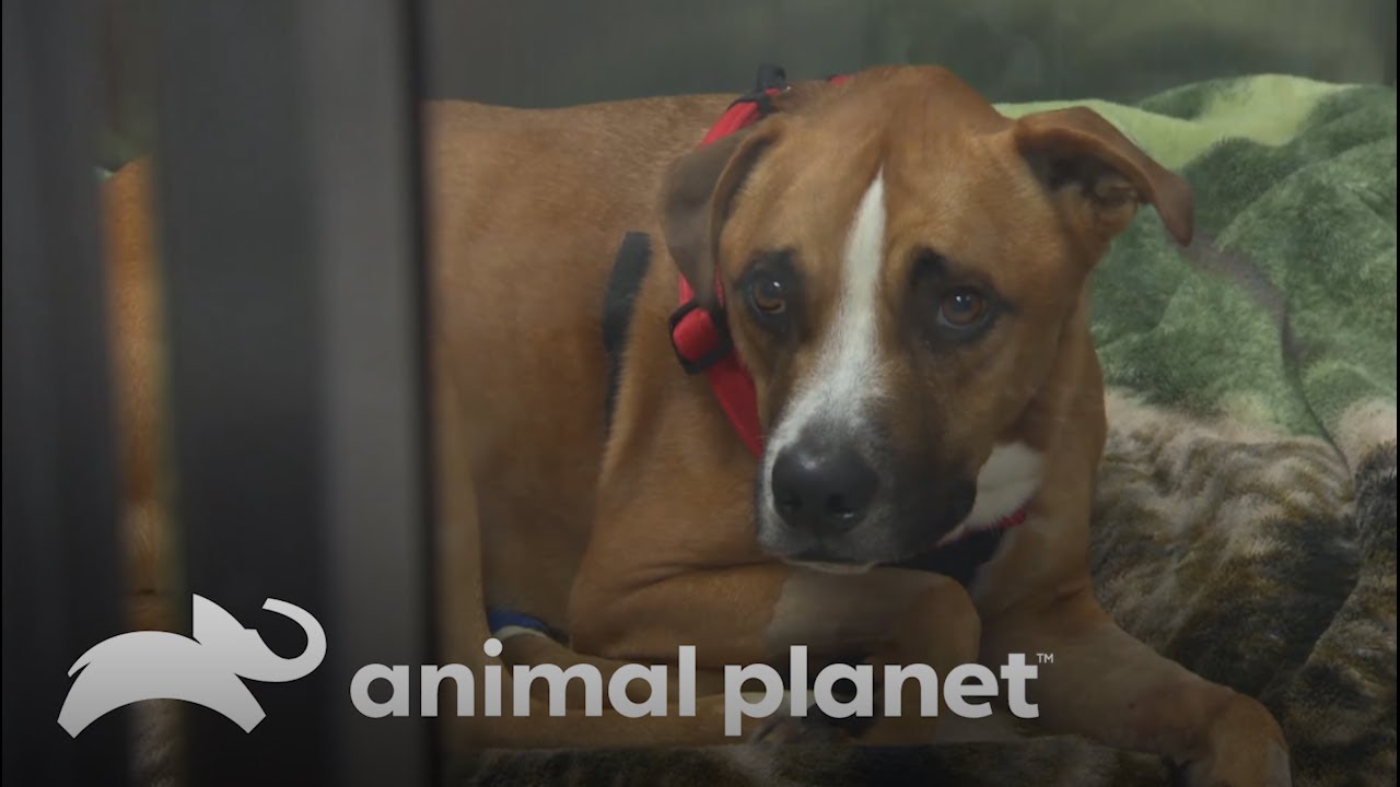 Ludo, el perro con enfermedad desconocida, recibe una segunda oportunidad | Dr. Jeff, Veterinario