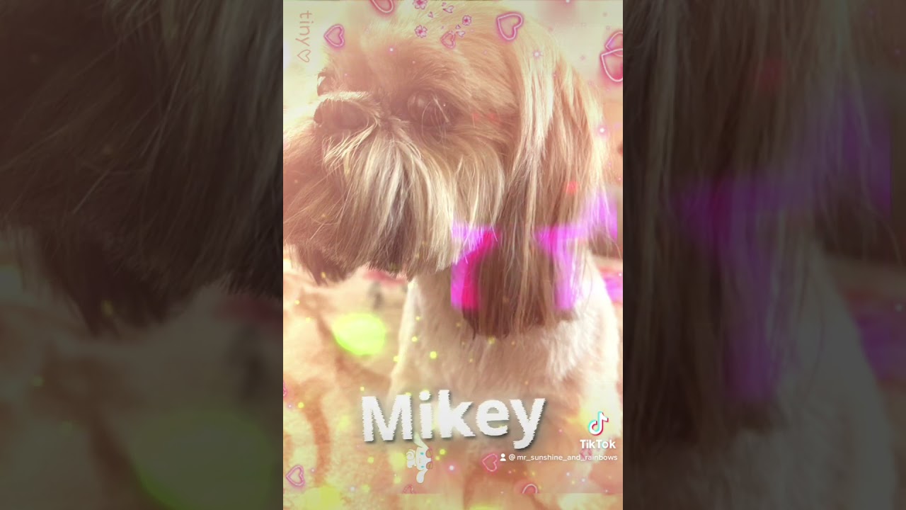 #featureme #featurethis #lit / #Funimate #dog #KingScottT #kingscottt1 #charlidamelio #text