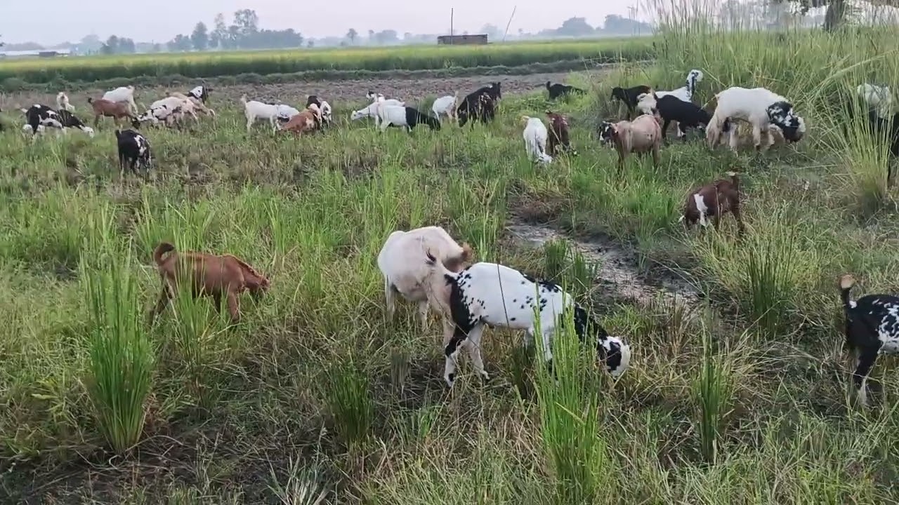 Bakri Palan me green folder ka mahatva
