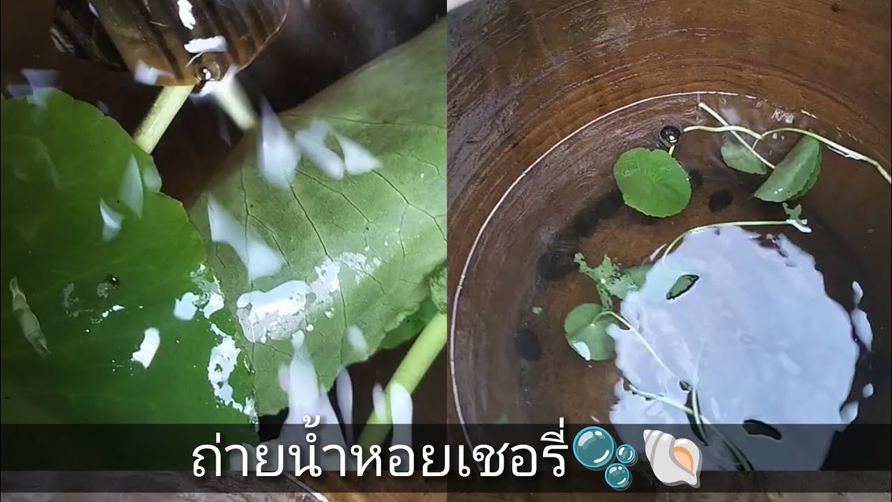 ถ่ายน้ำหอยเชอรี่🫧🐚#หอยเชอรี่