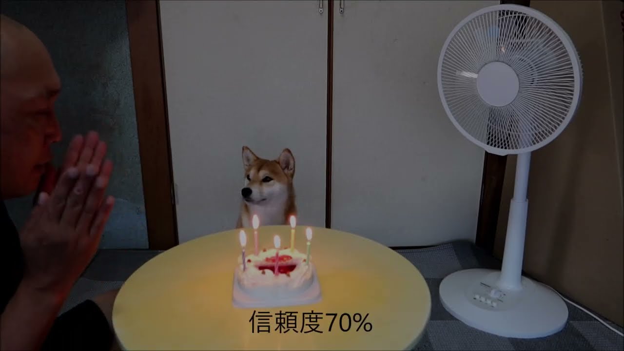 柴犬からの信頼度