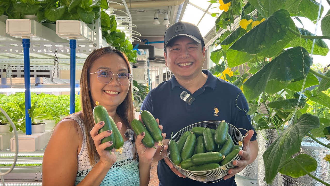 How to Grow Cucumber in Plastic Bottles using Kratky Method + Aeration | Nars Adriano