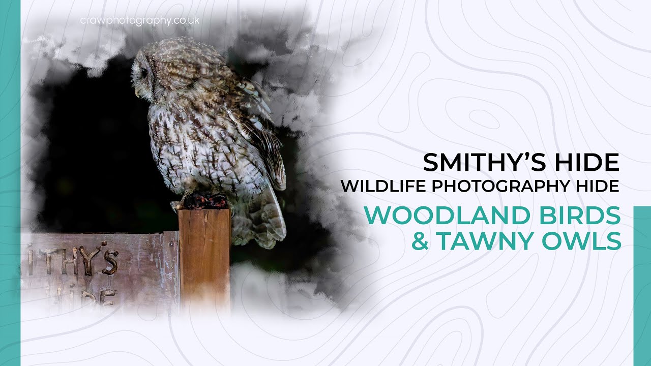 Smithy's Hide: Capturing Tawny Owls & Woodland Birds in the Wild