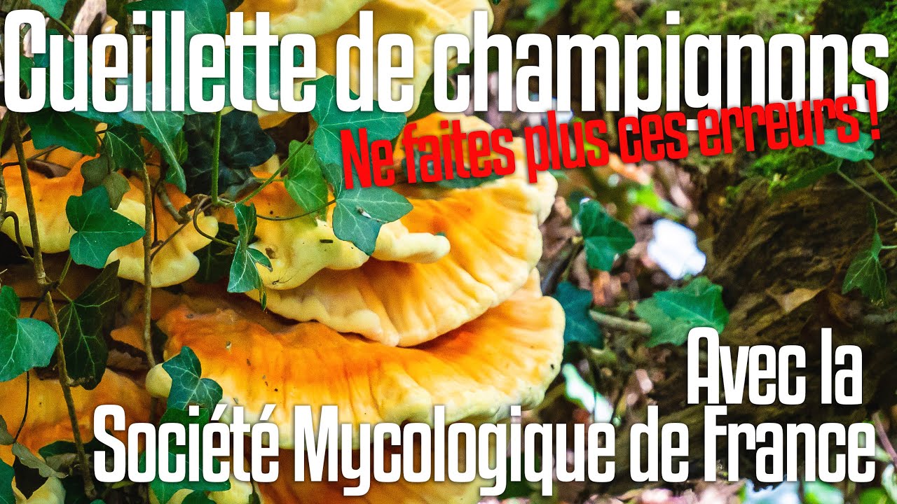 Les secrets de la cueillette de champignons  : les bonnes astuces d'un mycologue.