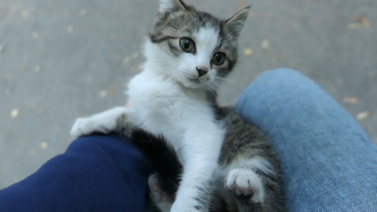 Kitten today he is hungry