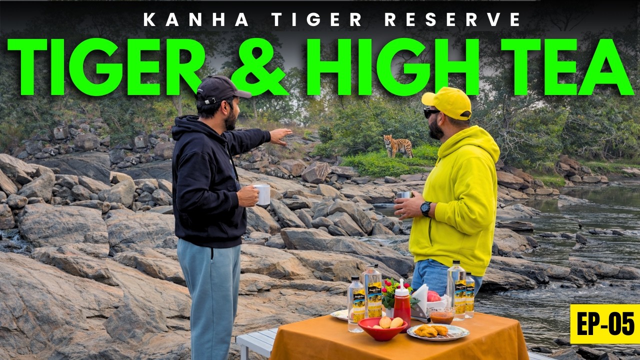 Kanha Tiger Reserve के घने जंगल में High Tea TIGER रोज आते है यहाँ Waterfall पर -Kanha National Park