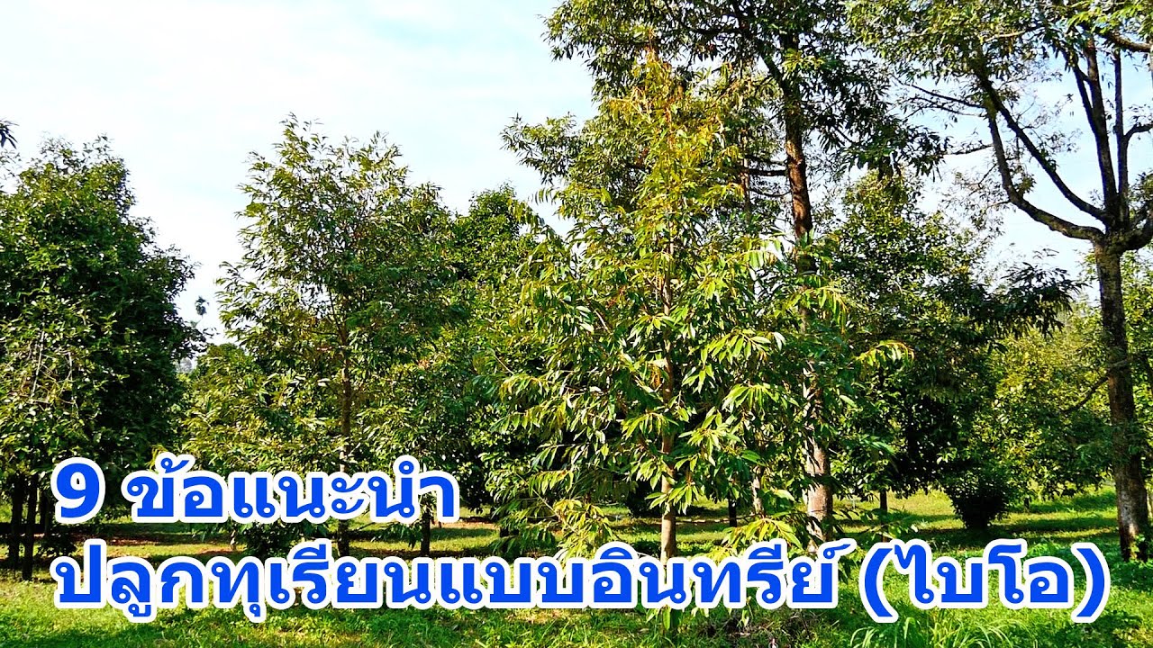 9 ข้อแนะนำ ปลูกทุเรียนแบบอินทรีย์ ให้ต้นเติบโตได้ดี ต้นแข็งแรง
