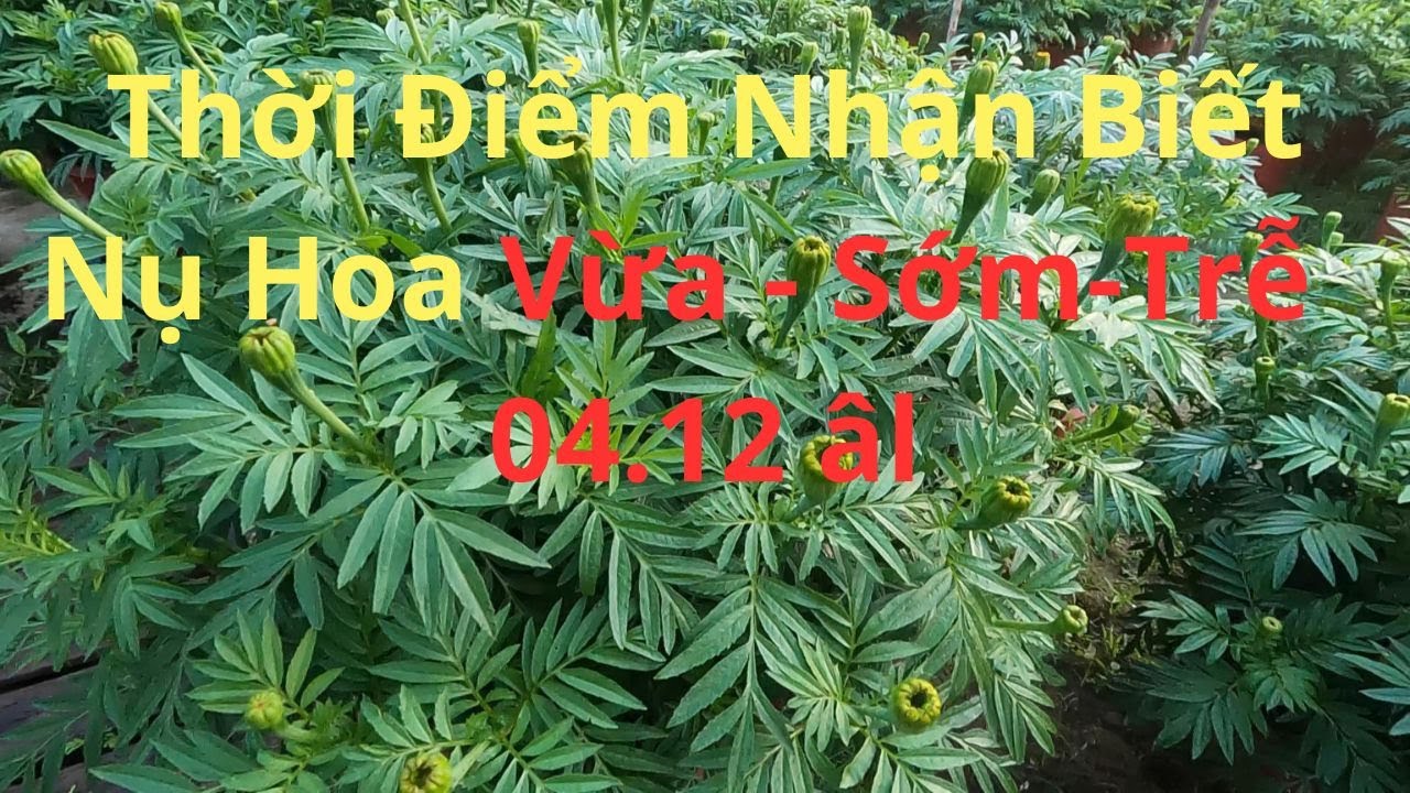 Cách Nhận Biết Nụ Vừa Đúng Tết - Sớm - Hay Trễ