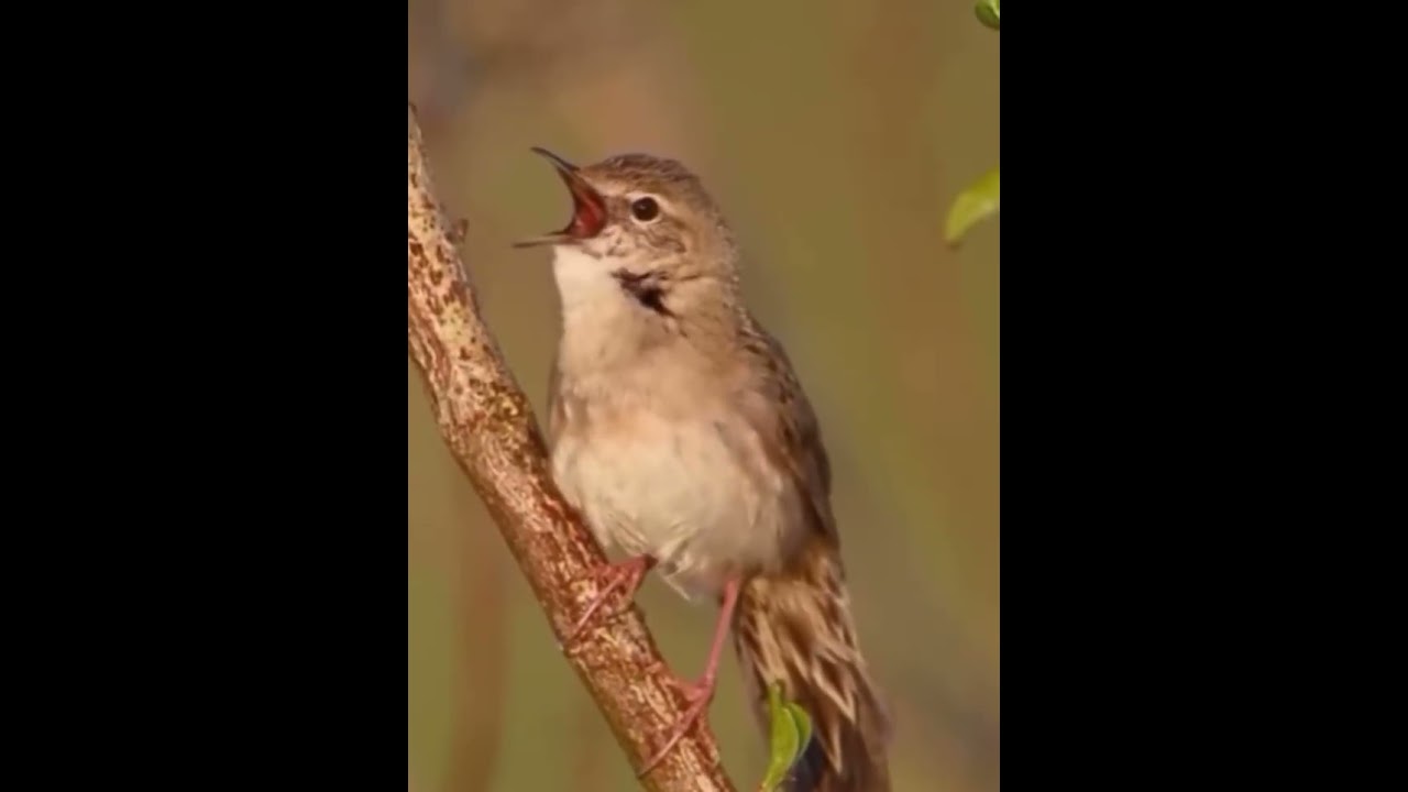 Grasshopper warbler nice voice #birds #birdslover #birdvoice #birdsound #bird #voice #sound #animals