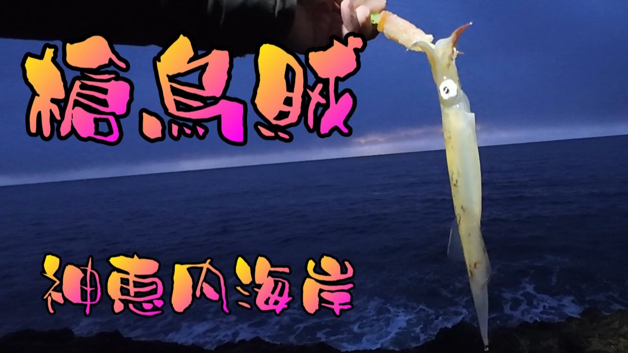 ヤリイカ狙い釣行　in神恵内