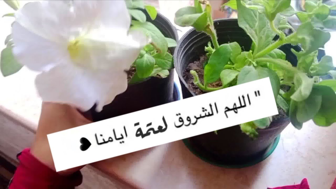 🌿 يوم شتوي🌧️ قلت اريح دماغي  واديهم اجازه 🌿 يوم جديد 🌿