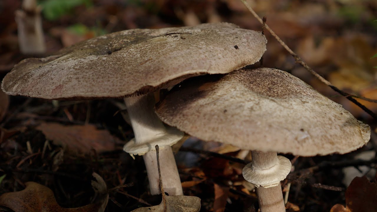 late November wild mushrooms.