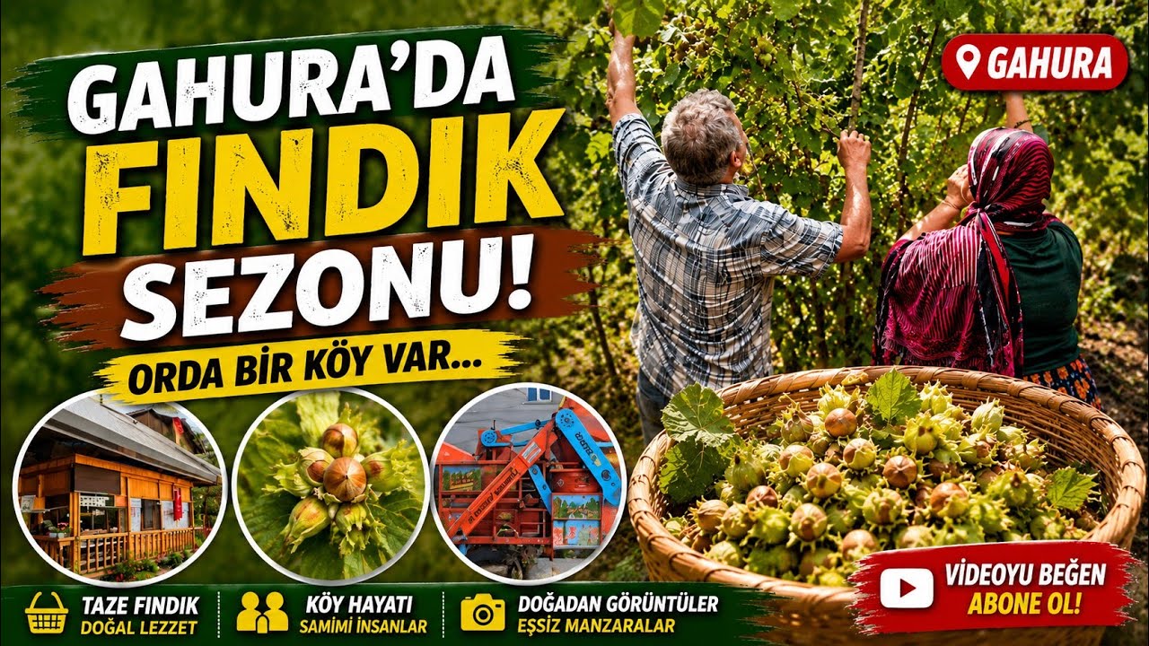 GAHURA'da keyifli bir Fındık Sezonu!-Orda bir köy var uzakta ..!😊Araklı/Trabzon