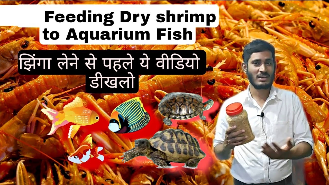 Benefits Of Feeding Dry shrimp to Aquarium Fish - झिंगा लेने से पहले ये वीडियो डीखलो