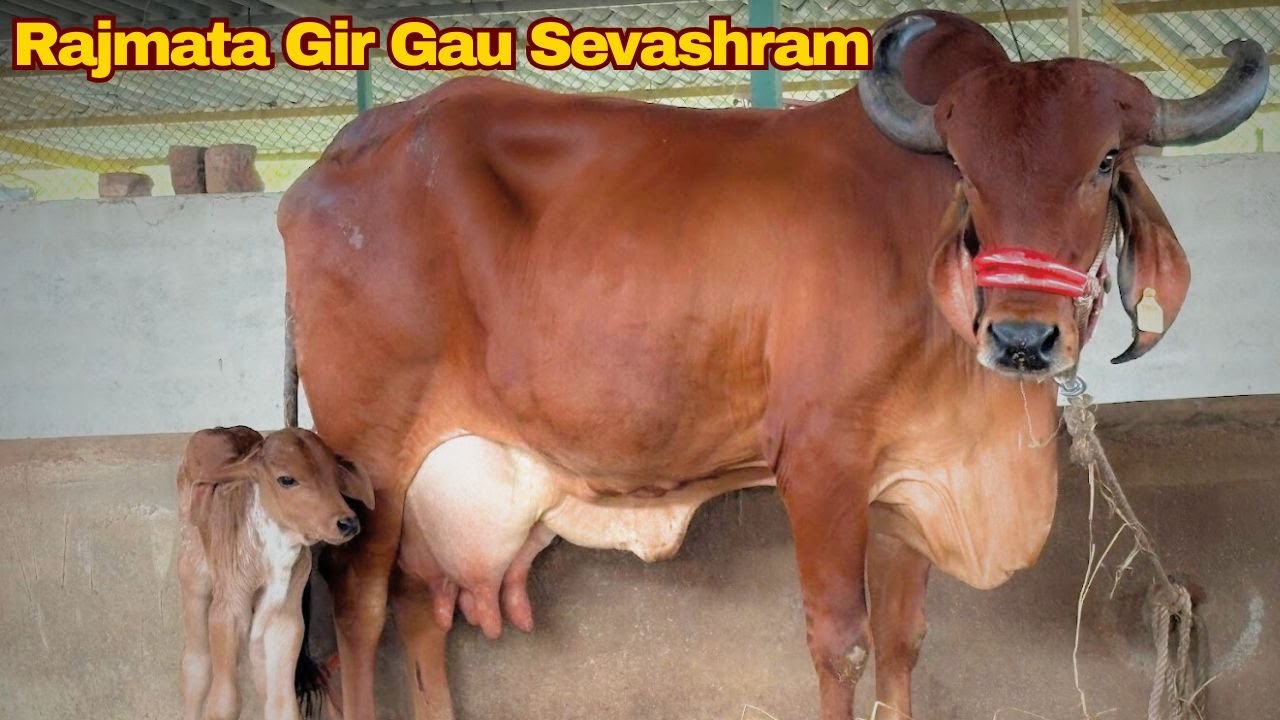 Rajmata Gir Gau Sevashram