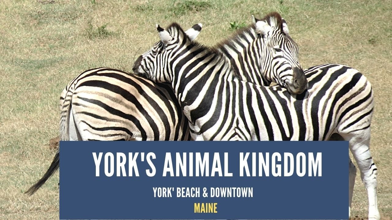 York's Wild Kingdom , Amusement park , York Beach and York City Walk Thru