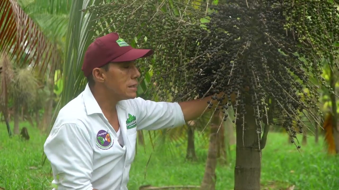 Cuáles son las variedades del Acai 