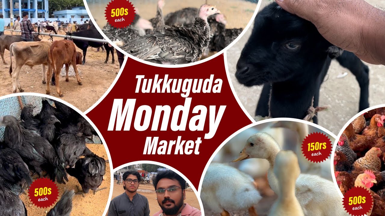 Tukkuguda Market | Bulls Market in Hyderabad 🐮#tukkuguda #monday #market #hyderabad #bull #poultry