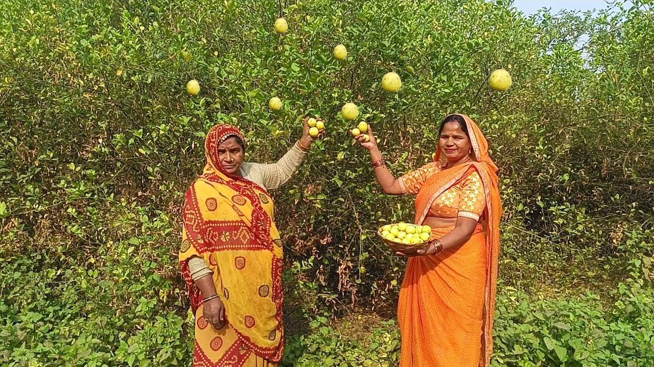 मात्र 10 मिनट बनाये बिना तेल के नींबू का खट्टा और चटपटा अचार जो चलें सालों तक || Nimbu ka achar