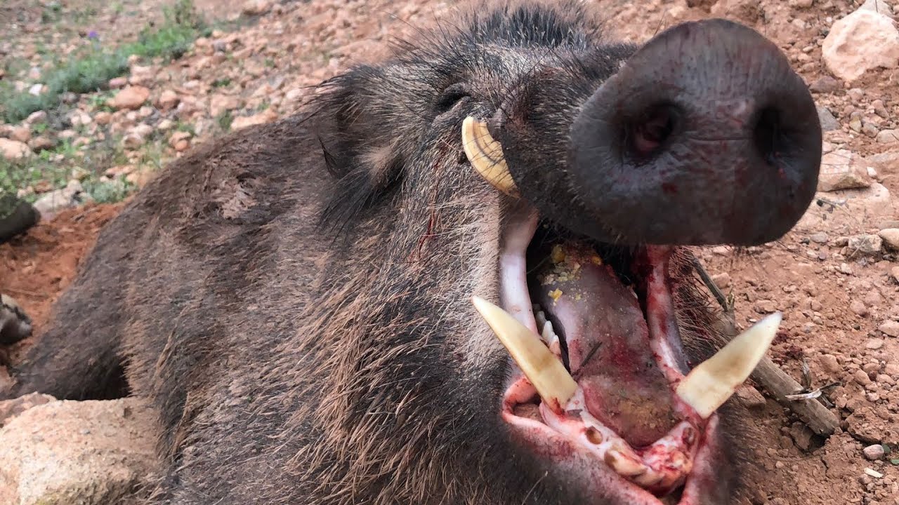 esperas nocturnas: cebo de las pipas  n 1