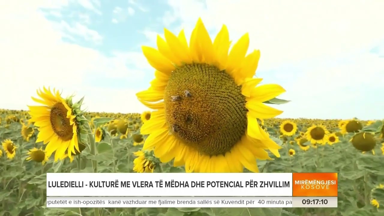 Luledielli, Kulturë me vlera të mëdha dhe potencial për zhvillim -  Mirëmëngjesi Kosovë 27.07.2025