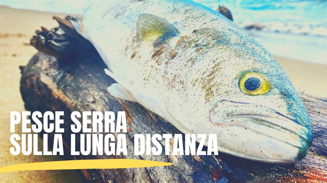 SurfCasting al Pesce Serra su lunga distanza e sorpresa finale!