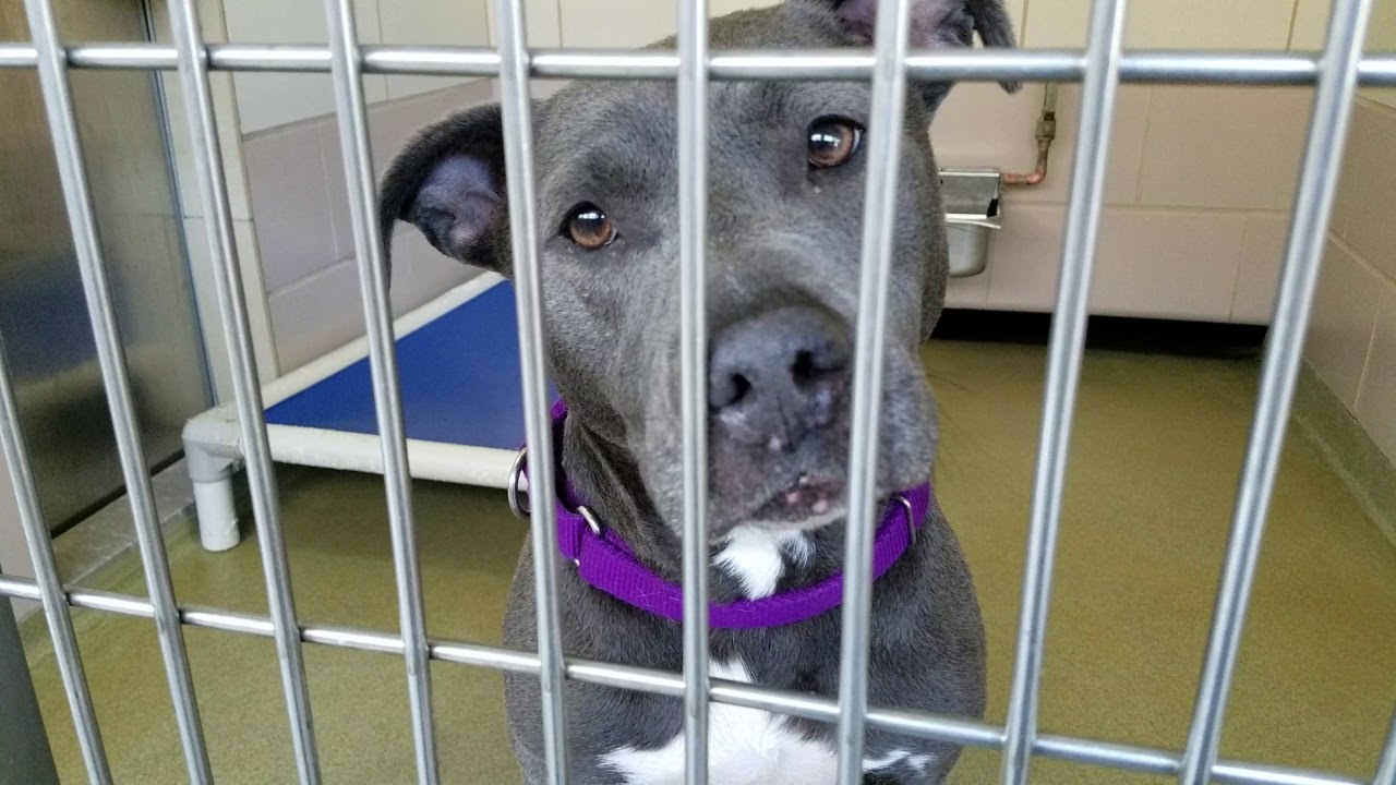 Friday Shelter Walk At CCAS For The Weekend Of April 9, 2021