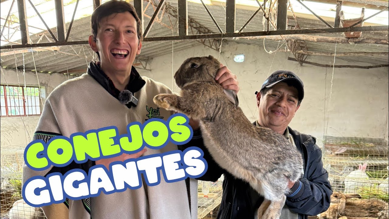 Conejos Gigantes en Guachucal ¡Impresionantes y Únicos! | YeiGuerraM