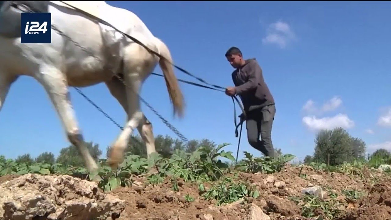Les agriculteurs gazaouis subissent les lourdes cons&eacute;quences de la ''marche du retour''